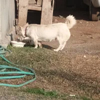 واگذاری سگ پاکوتاه