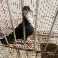 کبوتر ریش نر