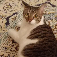 واگذاری گربه خونگی