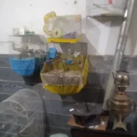تعدادی قفس پرنده با تجهیزات بزرگ و کوچک