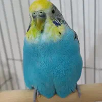 مرغ عشق دورگه انگلیسی