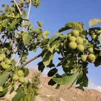 باغ طالقان|فروش زمین و ملک کلنگی|طالقان, |دیوار