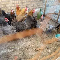 مرغ بومی تخم گذار وهیکلی