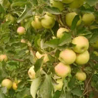 انواع سیب سفید و قرمز نقدا اجاره گرفته میشود