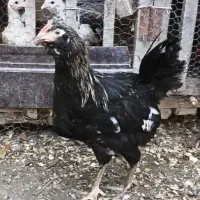 نیمچه گلین مرغ و خروس کارچ شو اصل کاکل|حیوانات مزرعه|کردکوی, |دیوار