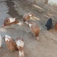 فروش پنج عدد بوقلمون  ۳عددماده و۲عددنر