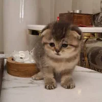 بچه گربه بریتیش اسکاتیش