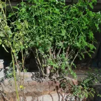 نهال گل محمدی، نارنج