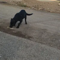 کبوتر پرشی ناب|پرنده|کوهدشت, |دیوار