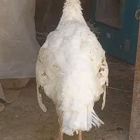 سلام ۳عدد بوقلمون  نر