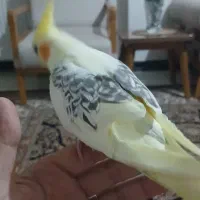 عروس هلندی ۸۰ روزه