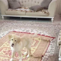 سگ گلدن ریتریور