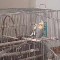 عروس هلندی|پرنده|مشهد, رضاییه|دیوار