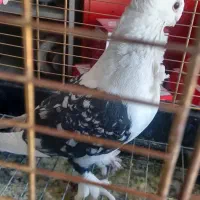 کفتر زینتی و بدون غلط