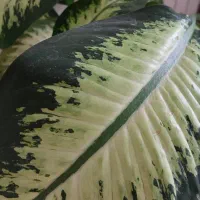 گلدان دیفن باخیا