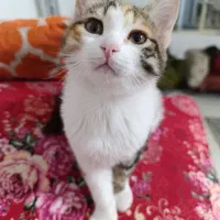 واگذاری بچه گربه|گربه|کرمان, |دیوار