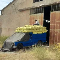 فضولات کود پهن سوله کفتر کوهی