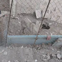 ماده عراقی|سگ|اردبیل, |دیوار