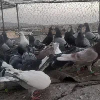 فروش کبوتر|پرنده|تربت‌حیدریه, بیمارستان رازی|دیوار