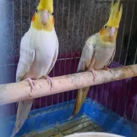 عروس هلندی مولد جوجه بزرگ کن|پرنده|ری, دولتآباد|دیوار