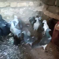 فروش 25کبوتر