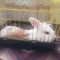 فروش خرگوش لوپ