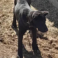 واگذاری سگ سرابی|سگ|مشگین شهر, |دیوار