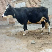 گاوشیری|حیوانات مزرعه|صوفیان, |دیوار