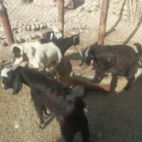 کهره نر