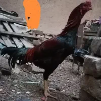 خروس و مرغ اصیل لاری|حیوانات مزرعه|قاسم‌آباد (خواف), |دیوار