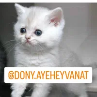 گربه های اسکاتیش و برتیش|گربه|اهواز, کوروش|دیوار