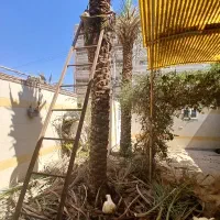 بریدن نخل قطع درخت کندن خرما سمپاشی تمیزکردن هرس|خدمات باغبانی و درختکاری|اهواز, کیانپارس |دیوار