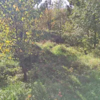 باغ در فیرورق|فروش زمین و ملک کلنگی|فیرورق, |دیوار