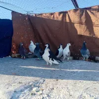 تعدادی رنگی والمانی فروشی