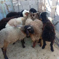 ده عدد بره نر و ماده