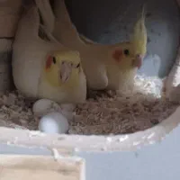 عروس هلندی مولد