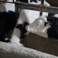 گوساله نر سیمینتال .هلشتاین.کبودراهنگ