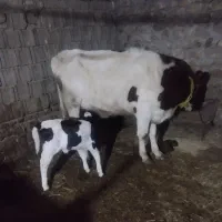 گاو|حیوانات مزرعه|صومای برادوست, |دیوار