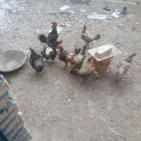 مرغ و خروس|پرنده|خمینی‌شهر, |دیوار