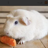 فروش و معاوضه خوکچه هندی