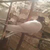 کبوترگرفتنی