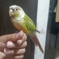 گرینچیک نر