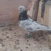 هفرنگ سبز فری