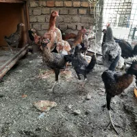 جوجه تشنومحلی