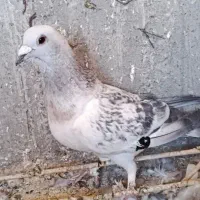 کبوتر شامی برفی نر