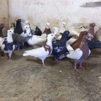۲۰تایی پرشی رنگی