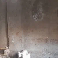 بزوبزغاله سانن|حیوانات مزرعه|قزوین, |دیوار