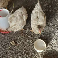مرغ گوشتی زنده|حیوانات مزرعه|مشهد, سیس‌آباد|دیوار
