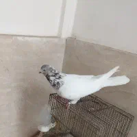 کفتر کله دار غریبگیری|پرنده|قدس, شهرک دانش|دیوار