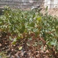 نهال پسته|گل و گیاه طبیعی|خواف, |دیوار